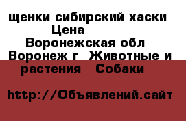 щенки сибирский хаски › Цена ­ 9 000 - Воронежская обл., Воронеж г. Животные и растения » Собаки   